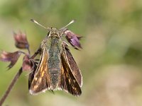 maudoc.com • Hesperia comma •  IMG_5149.jpg   Hesperia comma : Farfalla, Hesperia comma