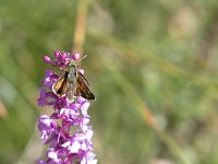 maudoc.com • Hesperia comma •  IMG_5164.jpg   Hesperia comma : orchidea, Farfalla, Hesperia comma