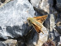 maudoc.com • Hesperia comma •  IMG_5177.jpg   Hesperia comma : Farfalla