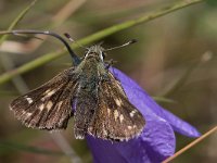 maudoc.com • Hesperia comma •  IMG_6055.jpg   Hesperia comma : Farfalla, X id