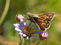 Hesperia comma