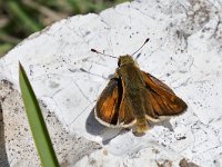 maudoc.com • Hesperia comma •  IMG_8998.jpg   Hesperia comma : Farfalla