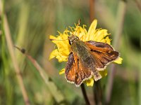 maudoc.com • Hesperia comma •  IMG_9044.jpg   Hesperia comma : Farfalla