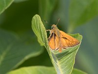 maudoc.com • Ochlodes sylvanus •  IMG_4908.jpg   Ochlodes sylvanus : Farfalla, Ochlodes sylvanus