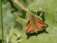 maudoc.com • Ochlodes sylvanus •  IMG_5222.jpg   Ochlodes sylvanus : Farfalla, Ochlodes sylvanus