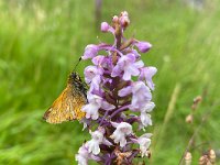 maudoc.com • Ochlodes sylvanus •  IMG_8439.jpg   Ochlodes sylvanus : Farfalla, Ochlodes sylvanus, orchidea