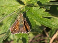 maudoc.com • Ochlodes sylvanus •  IMG_9260.jpg   Ochlodes sylvanus : Farfalla, Ochlodes sylvanus