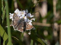 maudoc.com • Pyrgus armoricanus •  IMG_6397.jpg   Pyrgus armoricanus : Farfalla, Spialia sertorius