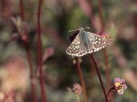 maudoc.com • Pyrgus armoricanus •  IMG_6586.jpg   Pyrgus armoricanus : Farfalla, Spialia sertorius