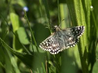 maudoc.com • Pyrgus malvoides •  IMG_4990.jpg   Pyrgus malvoides : Farfalla