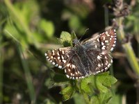 Pyrgus malvoides