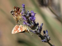 Spialia sertorius