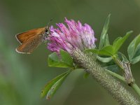 maudoc.com • Thymelicus lineola •  IMG_9758.jpg   Thymelicus lineola : Farfalla, Thymelicus lineola