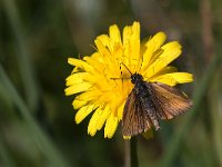 maudoc.com • Thymelicus sp. •  IMG_9053.jpg   Serrada (TN), N Italy : Farfalla, X id