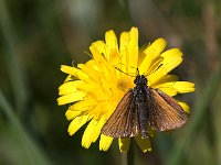 maudoc.com • Thymelicus sp. •  IMG_9055.jpg   Serrada (TN), N Italy : Farfalla, X id