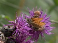 maudoc.com • Thymelicus sylvestris •  IMG_0956.jpg   Thymelicus sylvestris : Farfalla, Thymelicus sylvestris