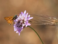 Thymelicus sylvestris