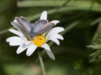 maudoc.com • Agriades glandon •  IMG_6220.jpg   Agriades glandon : Farfalla, Plebejus glandon