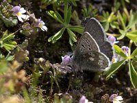 maudoc.com • Agriades glandon •  IMG_6237.jpg   Agriades glandon : Farfalla, Plebejus glandon