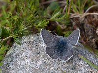 maudoc.com • Agriades glandon •  IMG_6247.jpg   Agriades glandon : Farfalla, Plebejus glandon