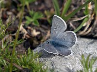 maudoc.com • Agriades glandon •  IMG_6251.jpg   Agriades glandon : Farfalla, Plebejus glandon