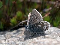 maudoc.com • Agriades glandon •  IMG_6262.jpg   Agriades glandon : Farfalla, Plebejus glandon