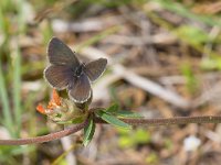 Agriades orbitulus