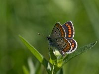 maudoc.com • Aricia agestis •  IMG_3215.jpg   Aricia agestis : Farfalla, Aricia agestis