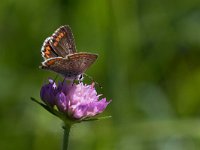 maudoc.com • Aricia agestis •  IMG_3269.jpg   Aricia agestis : Farfalla, Aricia agestis