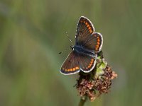 maudoc.com • Aricia agestis •  IMG_6735.jpg   Aricia agestis : Farfalla, Aricia agestis