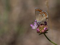 maudoc.com • Aricia agestis •  IMG_7615.jpg   Aricia agestis : Farfalla, Aricia agestis