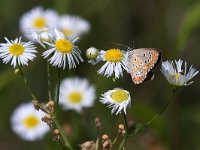 maudoc.com • Aricia agestis •  IMG_8577.jpg   Aricia agestis : Aricia agestis, Farfalla