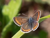 maudoc.com • Aricia agestis •  IMG_9821.jpg   Aricia agestis : Aricia agestis, Farfalla