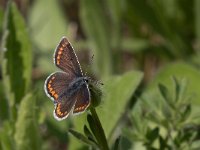 maudoc.com • Aricia agestis •  IMG_9937.jpg   Aricia agestis : Farfalla