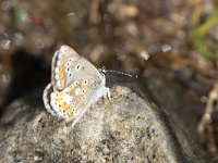 Aricia artaxerxes