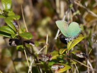 maudoc.com • Callophrys rubi •  IMG_0339.jpg   Callophrys rubi : Callophrys rubi, Farfalla