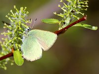 maudoc.com • Callophrys rubi •  IMG_0353.jpg   Callophrys rubi : Callophrys rubi, Farfalla