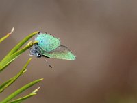 maudoc.com • Callophrys rubi •  IMG_0362.jpg   Callophrys rubi : Callophrys rubi, Farfalla