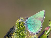 maudoc.com • Callophrys rubi •  IMG_0369.jpg   Callophrys rubi : Callophrys rubi, Farfalla