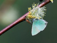 maudoc.com • Callophrys rubi •  IMG_0379.jpg   Callophrys rubi : Callophrys rubi, Farfalla