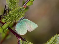 maudoc.com • Callophrys rubi •  IMG_0389.jpg   Callophrys rubi : Callophrys rubi, Farfalla