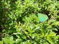 Callophrys rubi