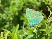 maudoc.com • Callophrys rubi •  IMG_1284.jpg   Callophrys rubi : Farfalla, Callophrys rubi