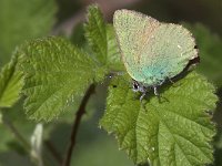 maudoc.com • Callophrys rubi •  IMG_5616.jpg   Callophrys rubi : Callophrys rubi, Farfalla