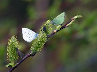 maudoc.com • Celastrina argiolus •  IMG_0375.jpg   Celastrina argiolus & Callophrys rubi : Callophrys rubi, Celastrina argiolus, Farfalla