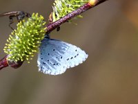 maudoc.com • Celastrina argiolus •  IMG_0383.jpg   Celastrina argiolus : Celastrina argiolus, Farfalla