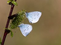 maudoc.com • Celastrina argiolus •  IMG_0393.jpg   Celastrina argiolus : Celastrina argiolus, Farfalla