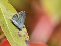 maudoc.com • Celastrina argiolus •  IMG_2846.jpg   Celastrina argiolus : Farfalla, Celastrina argiolus