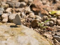 maudoc.com • Celastrina argiolus •  IMG_4053.jpg   Celastrina argiolus : Farfalla