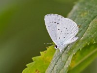 maudoc.com • Celastrina argiolus •  IMG_4311.jpg   Celastrina argiolus